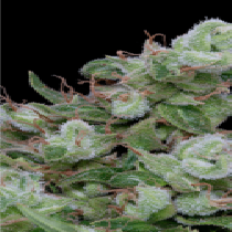 Chemdawg #4 (Big Head Seeds) Cannabis Seeds