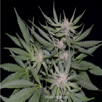 Critical (Big Head Seeds) Cannabis Seeds