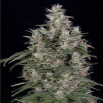 Grandaddy Banner (Big Head Seeds) Cannabis Seeds
