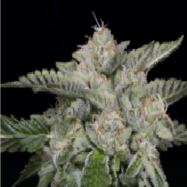 Skywalka Ghost Kush (Big Head Seeds) Cannabis Seeds