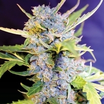 AUTO Fro-yo (G13 Labs Seeds) Cannabis Seeds