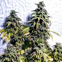 OG Upsetter (Holy Smoke Seeds) Cannabis Seeds