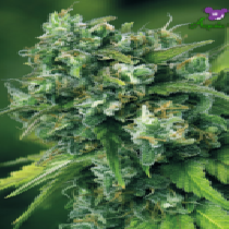 A-Train (Anesia Seeds) Cannabis Seeds
