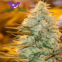 Amnesia Flash (Anesia Seeds) Cannabis Seeds