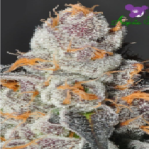 Anesia Scout Cookies (Anesia Seeds) Cannabis Seeds
