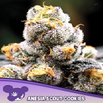 Anesia Scout Cookies (Anesia Seeds) Cannabis Seeds