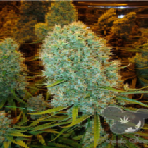 Big Bazooka (Anesia Seeds) Cannabis Seeds