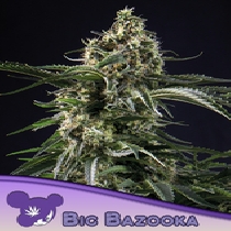 Big Bazooka (Anesia Seeds) Cannabis Seeds