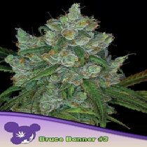 Bruce Banner 3 (Anesia Seeds) Cannabis Seeds