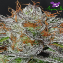 Bruce Banner #3 (Anesia Seeds) Cannabis Seeds