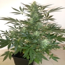 Holy Man (Flash Auto Seeds) Cannabis Seeds