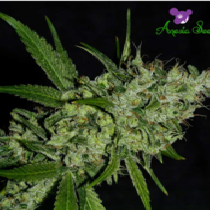 Chemdog (Anesia Seeds) Cannabis Seeds