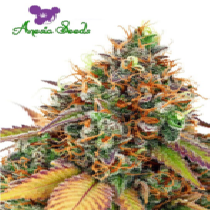 Cherry Kiss (Anesia Seeds) Cannabis Seeds