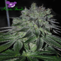 Fast Caramelic (Anesia Seeds) Cannabis Seeds