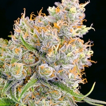 Future #1 (Anesia Seeds) Cannabis Seeds