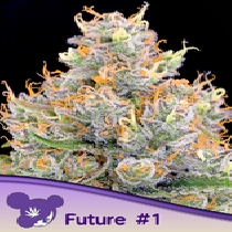 Future 1 (Anesia Seeds) Cannabis Seeds