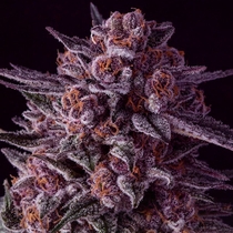 Gelato Dream (Anesia Seeds) Cannabis Seeds