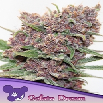 Gelato Dream (Anesia Seeds) Cannabis Seeds