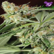 Ghost Train Haze #1 (Anesia Seeds) Cannabis Seeds