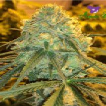 Hawaiiana (Anesia Seeds) Cannabis Seeds