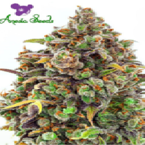 Haze Queen (Anesia Seeds) Cannabis Seeds