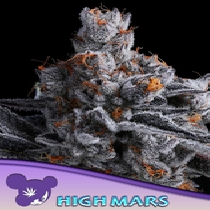Haze Queen (Anesia Seeds) Cannabis Seeds