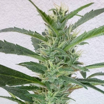 Jamaican Berry SuperAuto By Stitch (Flash Auto Seeds) Cannabis Seeds