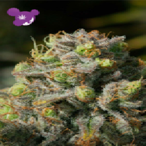 Iceberg (Anesia Seeds) Cannabis Seeds