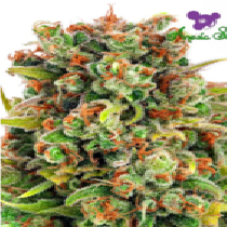 Mandarine 47 (Anesia Seeds) Cannabis Seeds