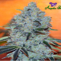 Mob Boss (Anesia Seeds) Cannabis Seeds