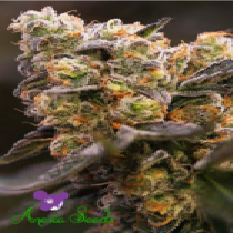 Nova OG (Anesia Seeds) Cannabis Seeds