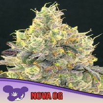 Nova OG (Anesia Seeds) Cannabis Seeds