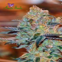 Orient Express (Anesia Seeds) Cannabis Seeds