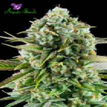 Pink Starburst (Anesia Seeds) Cannabis Seeds