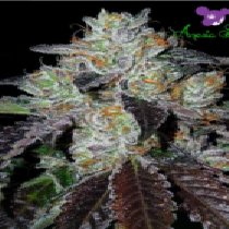 Purple Domina (Anesia Seeds) Cannabis Seeds