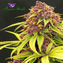 Purps OG (Anesia Seeds) Cannabis Seeds