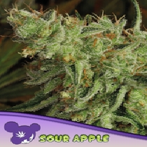 Sour Apple (Anesia Seeds) Cannabis Seeds