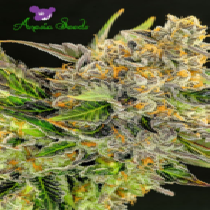 Strawberry Kush (Anesia Seeds) Cannabis Seeds