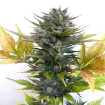 Jet 47 Auto (Flash Auto Seeds) Cannabis Seeds