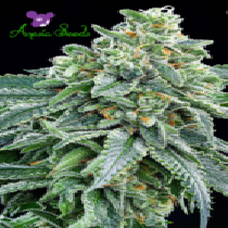 Strawberry Tree (Anesia Seeds) Cannabis Seeds