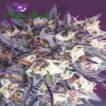 Super Glue (Anesia Seeds) Cannabis Seeds