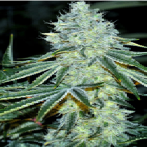 MAC (Anesia Seeds) Cannabis Seeds