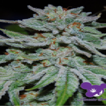 Slurricane (Anesia Seeds) Cannabis Seeds