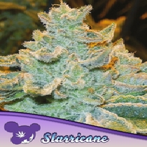 Slurricane (Anesia Seeds) Cannabis Seeds