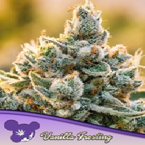 Vanilla Frosting (Anesia Seeds) Cannabis Seeds