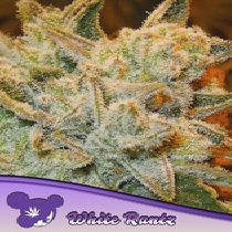 White Runtz (Anesia Seeds) Cannabis Seeds