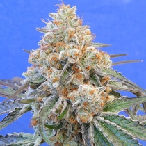 Do-Si-Dos OG (Original Sensible Seeds) Cannabis Seeds