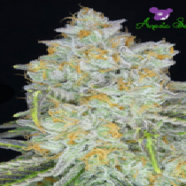 Amnesia Flash Auto (Anesia Seeds) Cannabis Seeds