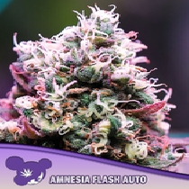 Amnesia Flash Auto (Anesia Seeds) Cannabis Seeds