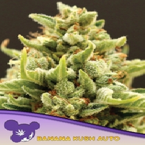 Banana Kush Auto (Anesia Seeds) Cannabis Seeds